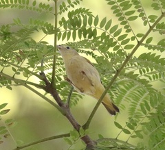 Setophaga petechia