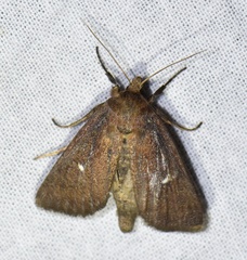 Lenisa geminipuncta