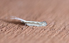 Plutella xylostella-australiana