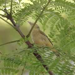 Setophaga petechia