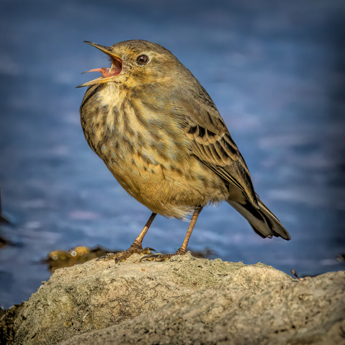 Pipit farlousane