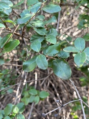Lonicera hispidula