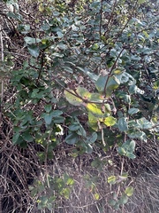 Lonicera hispidula