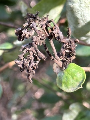 Lonicera hispidula