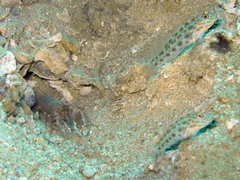 Alpheus ochrostriatus