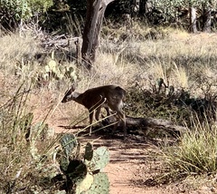 Odocoileus virginianus carminis