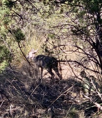 Odocoileus virginianus carminis