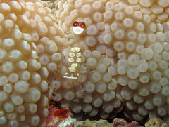 Ancylocaris brevicarpalis