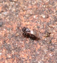 Scelionidae