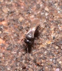 Scelionidae