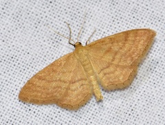 Idaea ochrata