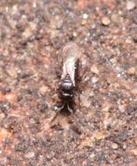 Scelionidae