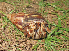 Coenobita violascens