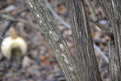 Aleurodiscus oakesii