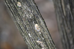 Aleurodiscus oakesii