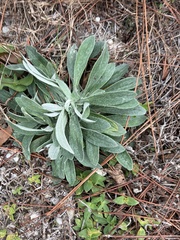 Pseudognaphalium