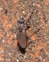 Sphaeroceridae