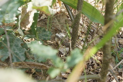 Lacerta agilis exigua