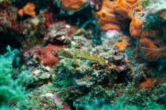 Tripterygion delaisi