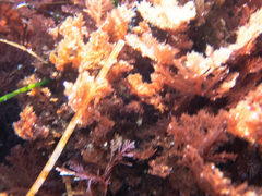 Microcladia coulteri