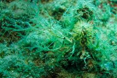 Pycnoclavella