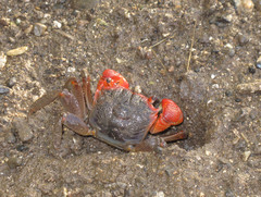 Neosarmatium meinerti