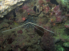 Panulirus versicolor