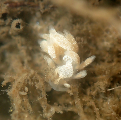 Trinchesia albocrusta