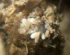 Tenellia adspersa