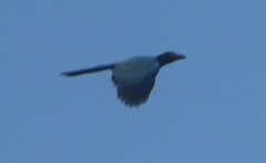 Cyanocorax yucatanicus