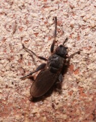 Sphaeroceridae