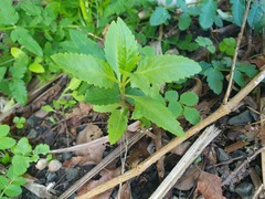 Haloragis erecta erecta