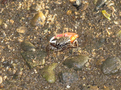 Austruca occidentalis