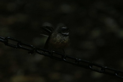 Rhipidura fuliginosa placabilis