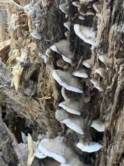 Merulius tremellosus