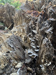 Merulius tremellosus