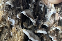 Merulius tremellosus