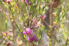 Melaleuca thymifolia