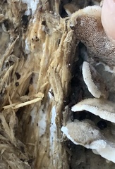 Merulius tremellosus