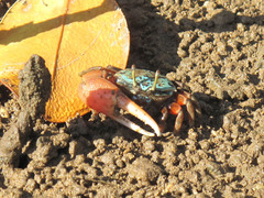 Paraleptuca chlorophthalmus