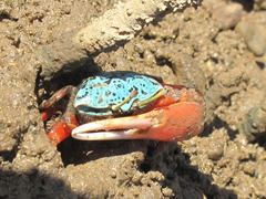 Paraleptuca chlorophthalmus