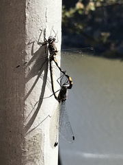 Cordulephya montana