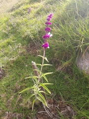 Salvia leucantha