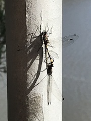 Cordulephya montana