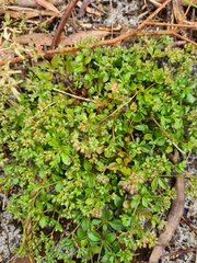 Polycarpon tetraphyllum