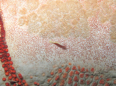 Zenopontonia soror