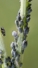 Aphis fabae