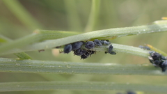 Aphis fabae