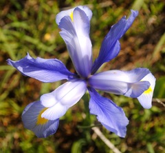Iris xiphium