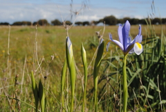 Iris xiphium